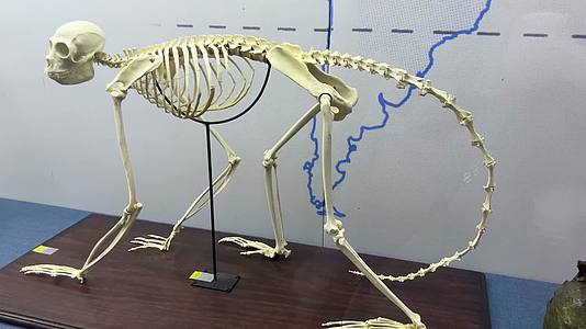 灵长类生物骨骼猴子骨骼视频的预览图