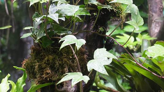 热带植物叶子爬山虎蕨类雨林缸视频的预览图