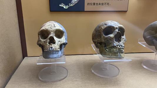 山顶洞人北京人猿人骨骼化石视频的预览图