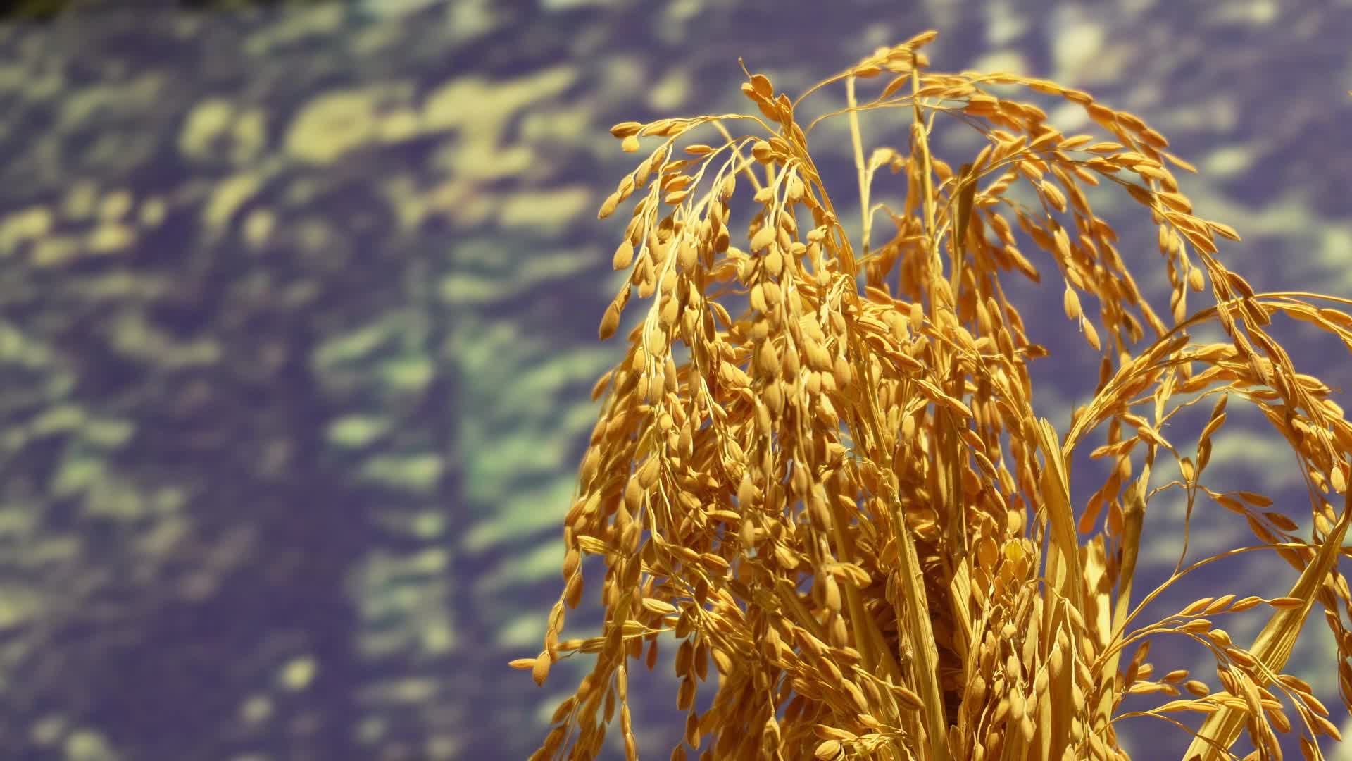 水稻一束稻谷大米视频的预览图