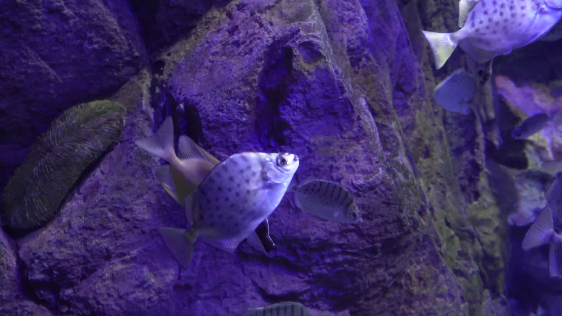 深海鱼群小鱼水下海底世界视频的预览图