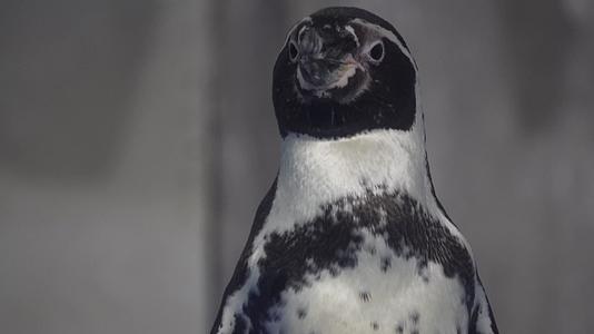 水族馆里的帝王企鹅南极视频的预览图