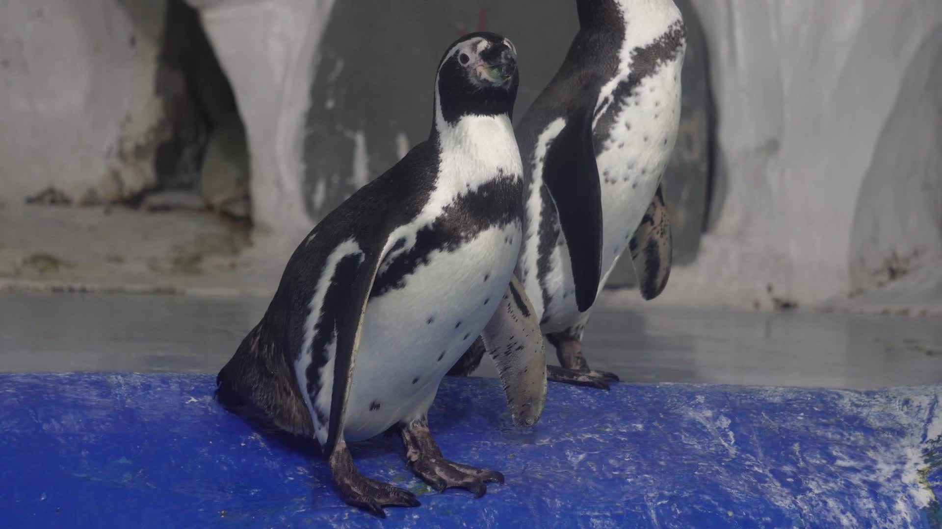 特写企鹅羽毛一群企鹅视频的预览图