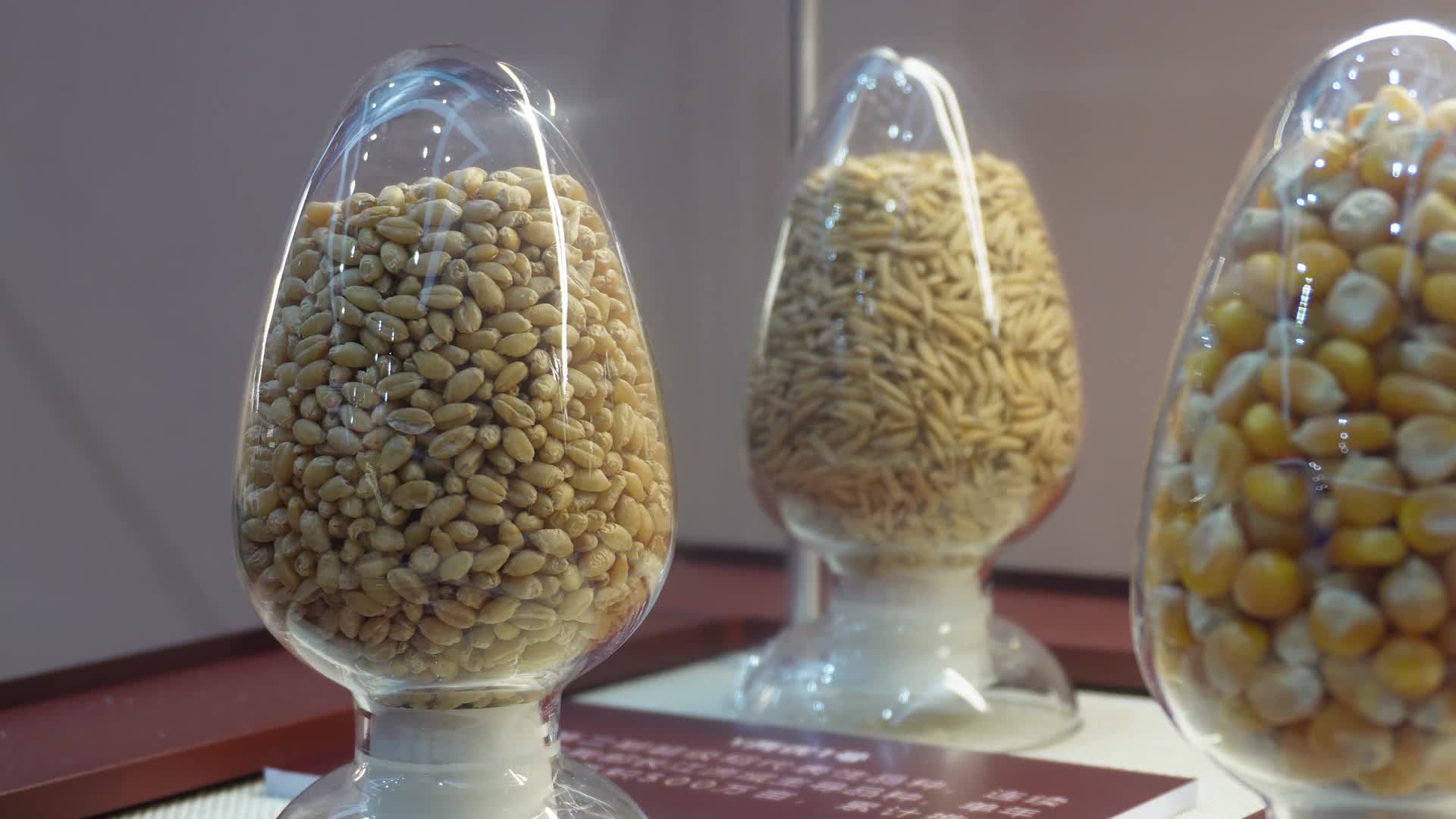 五谷杂粮种子标本视频的预览图