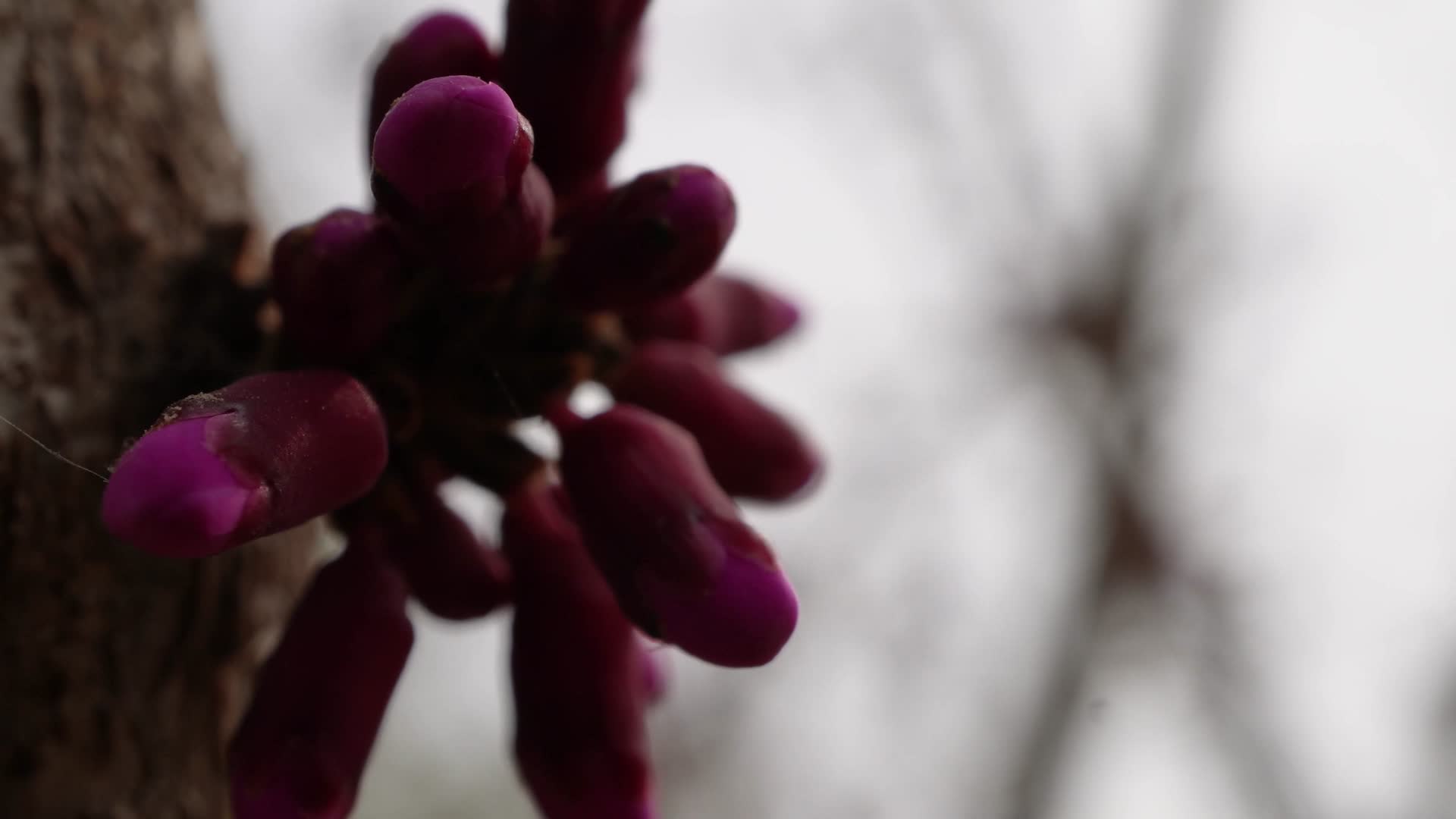 微距花苞花蕾腊梅梅花视频的预览图