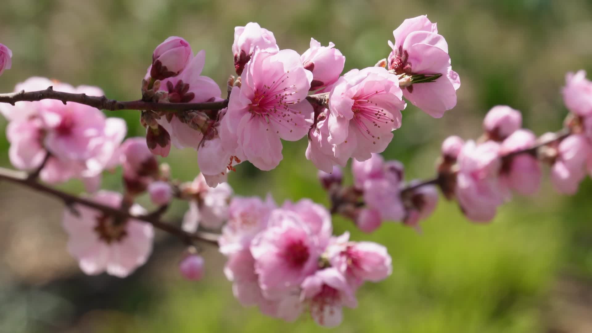 园桃花粉色花朵鲜花视频的预览图