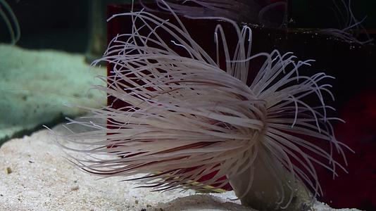长长的触手海葵珊瑚海洋生物视频的预览图