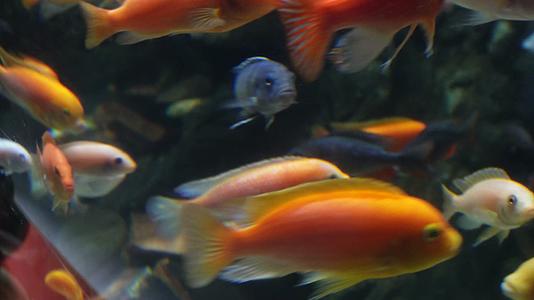养鱼三湖慈鲷水族鱼缸视频的预览图