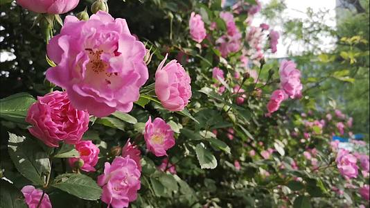 花朵较小的粉红月季开花很艳丽视频的预览图