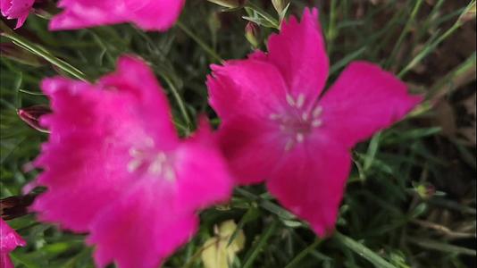 粉红色小野花开花很美丽视频的预览图