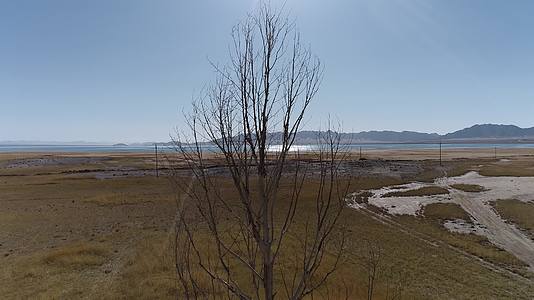 冬季的高原小湖唯一的一棵树视频的预览图