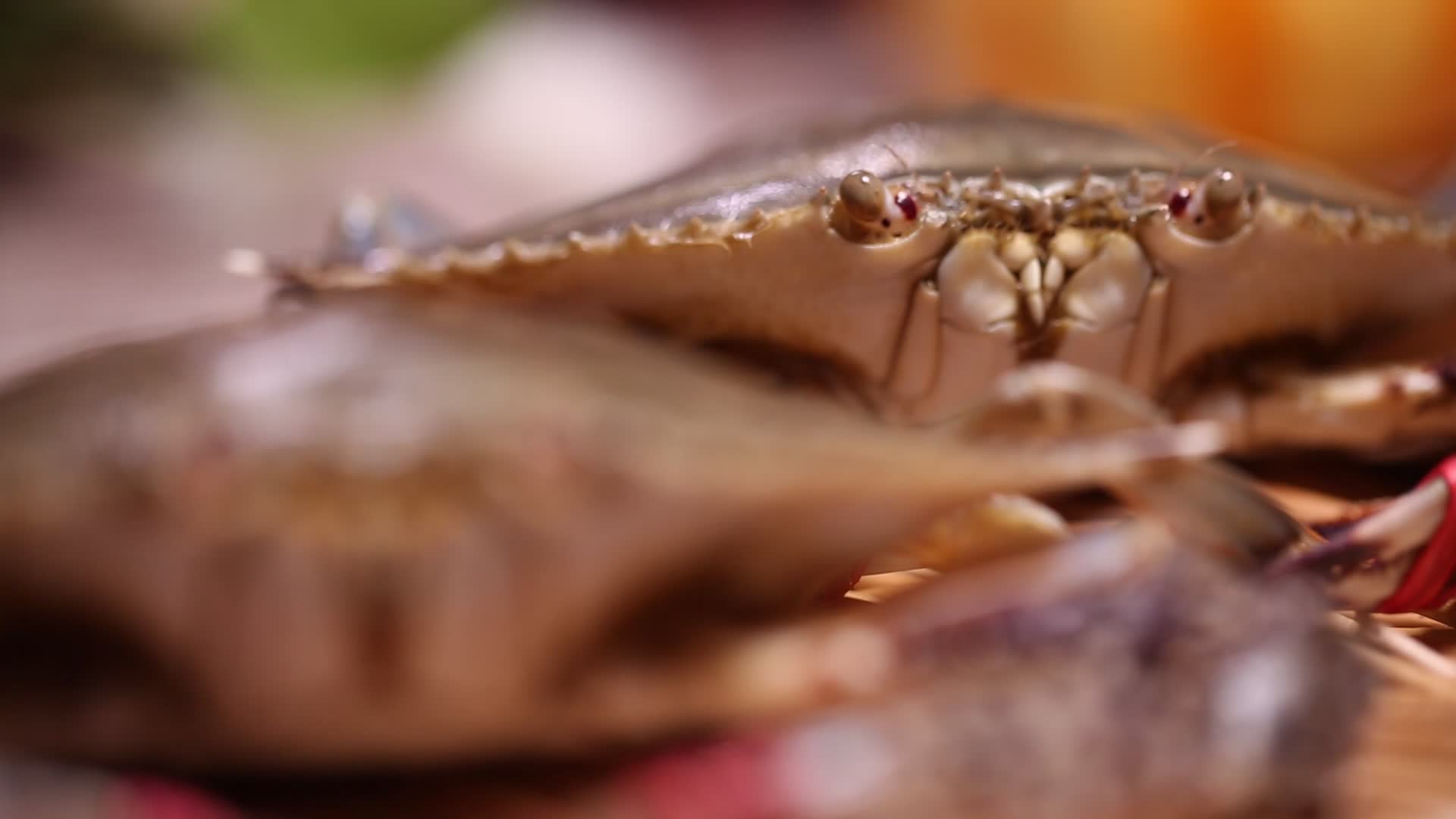 飞蟹海蟹螃蟹梭子蟹视频的预览图