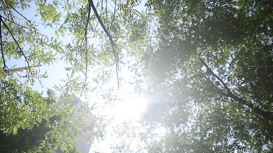 夏季仰视天空树叶光影摇曳逆光太阳视频的预览图