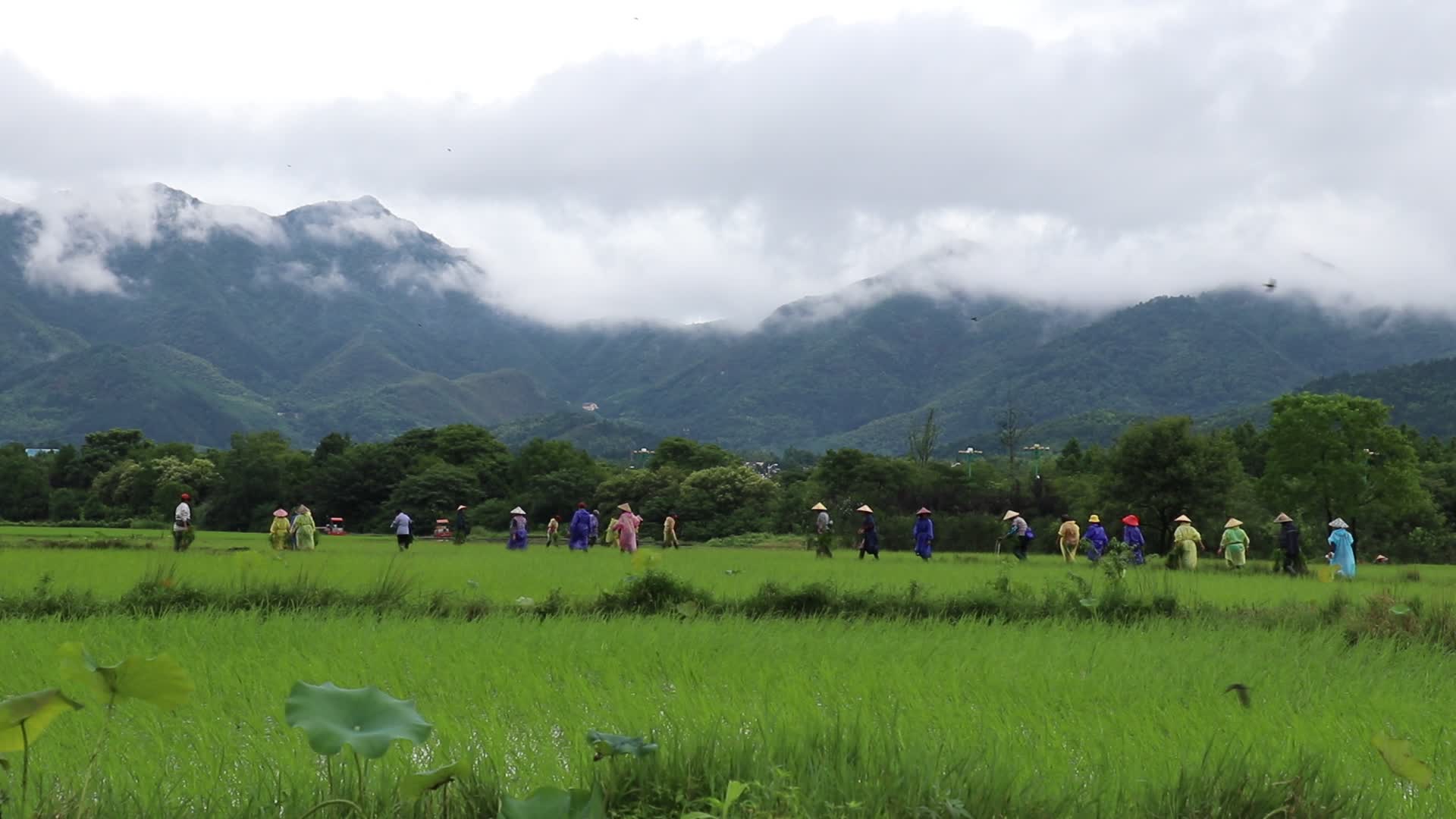 山区稻田里面集体农作后回家实拍视频视频的预览图