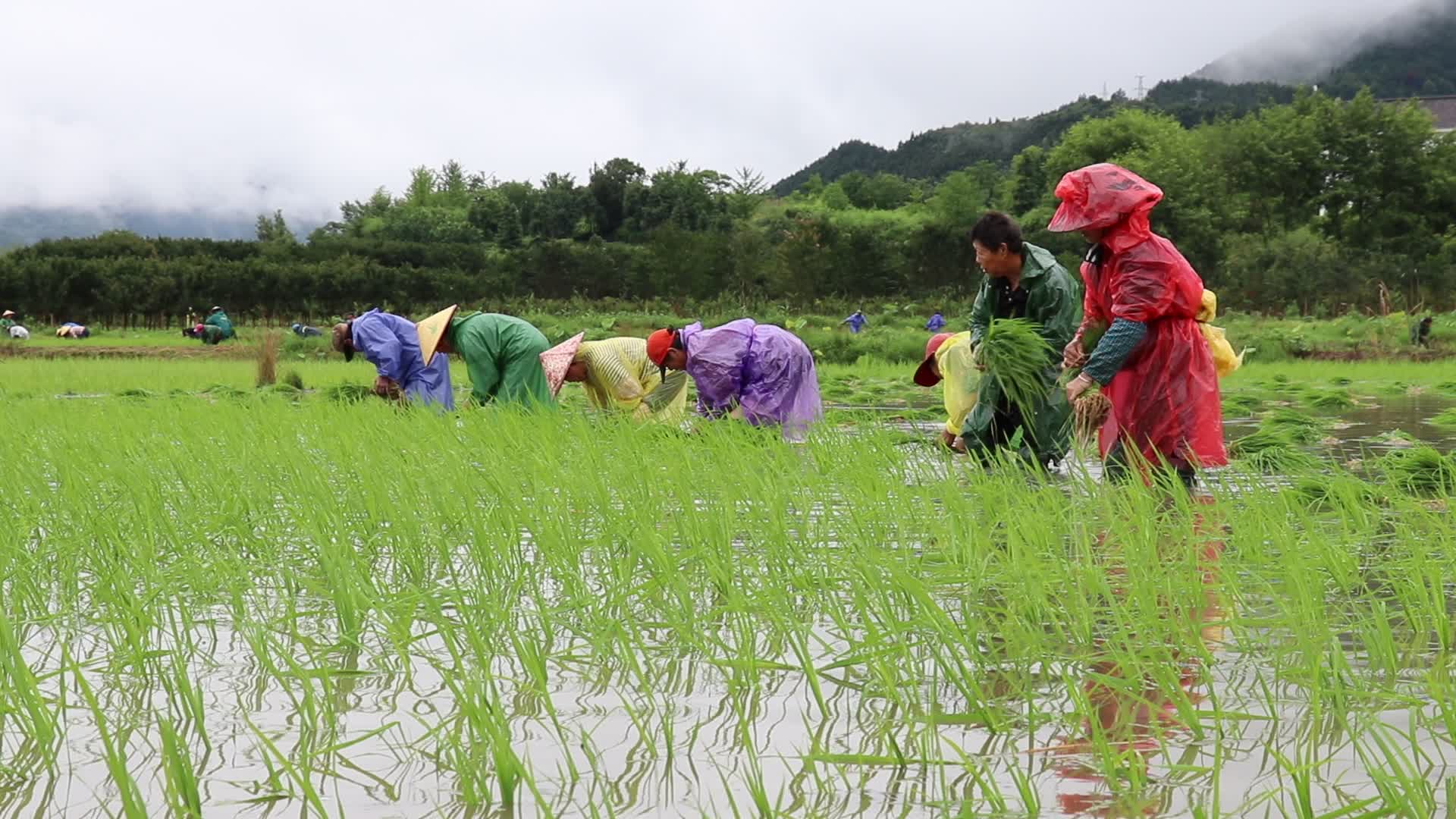 水稻稻田集体插秧实拍视频视频的预览图