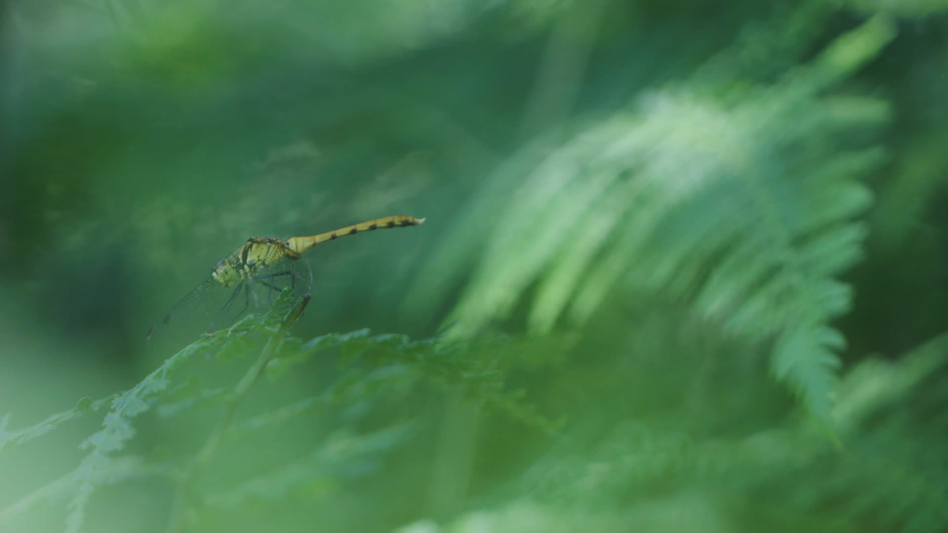 微距动物昆虫蜻蜓特写树叶植物4k视频的预览图