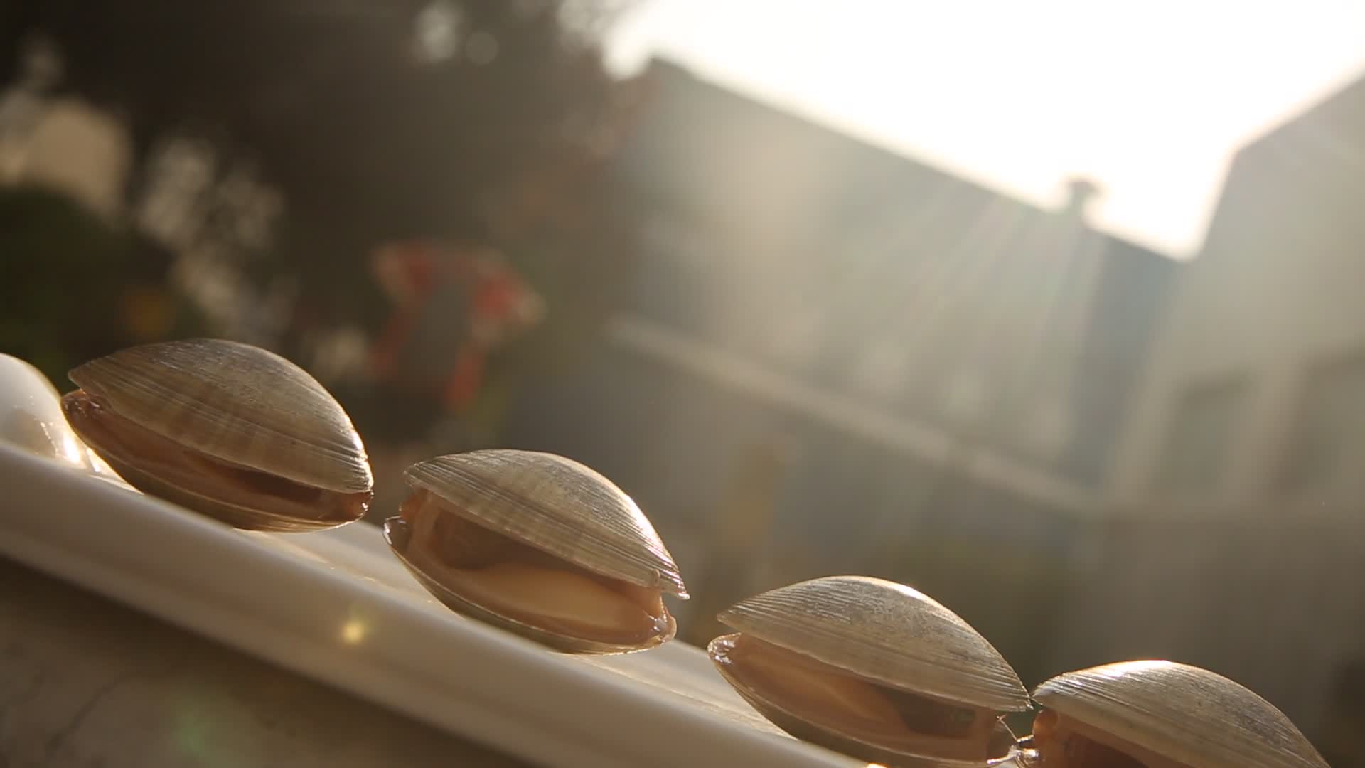 阳光下的黄蚬子花蛤视频的预览图