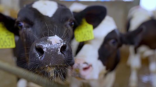 奶牛养殖场现代化挤奶视频的预览图