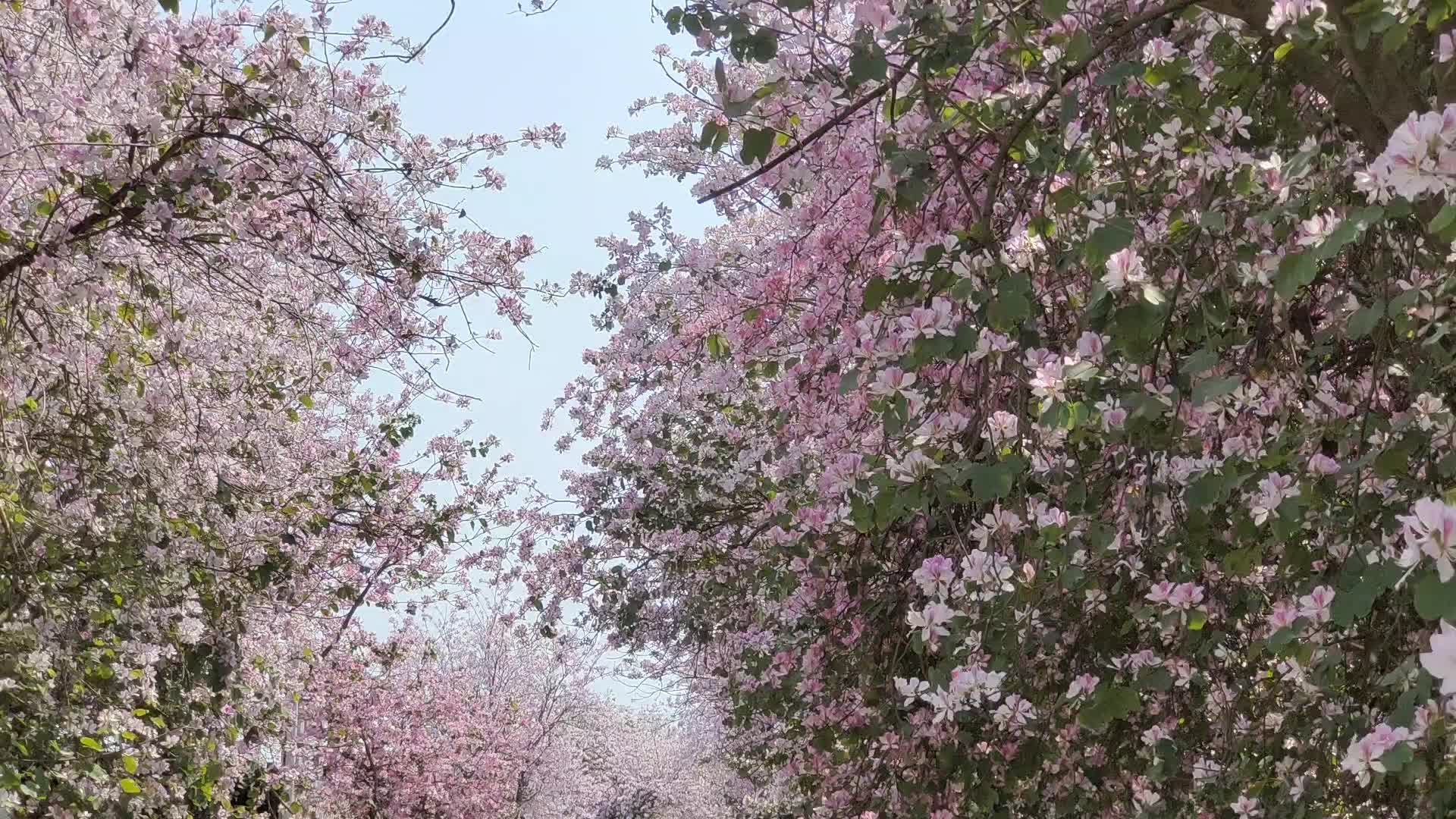 微风浮动春暖花开满树红视频的预览图
