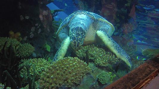 水族馆深水海龟进食视频的预览图
