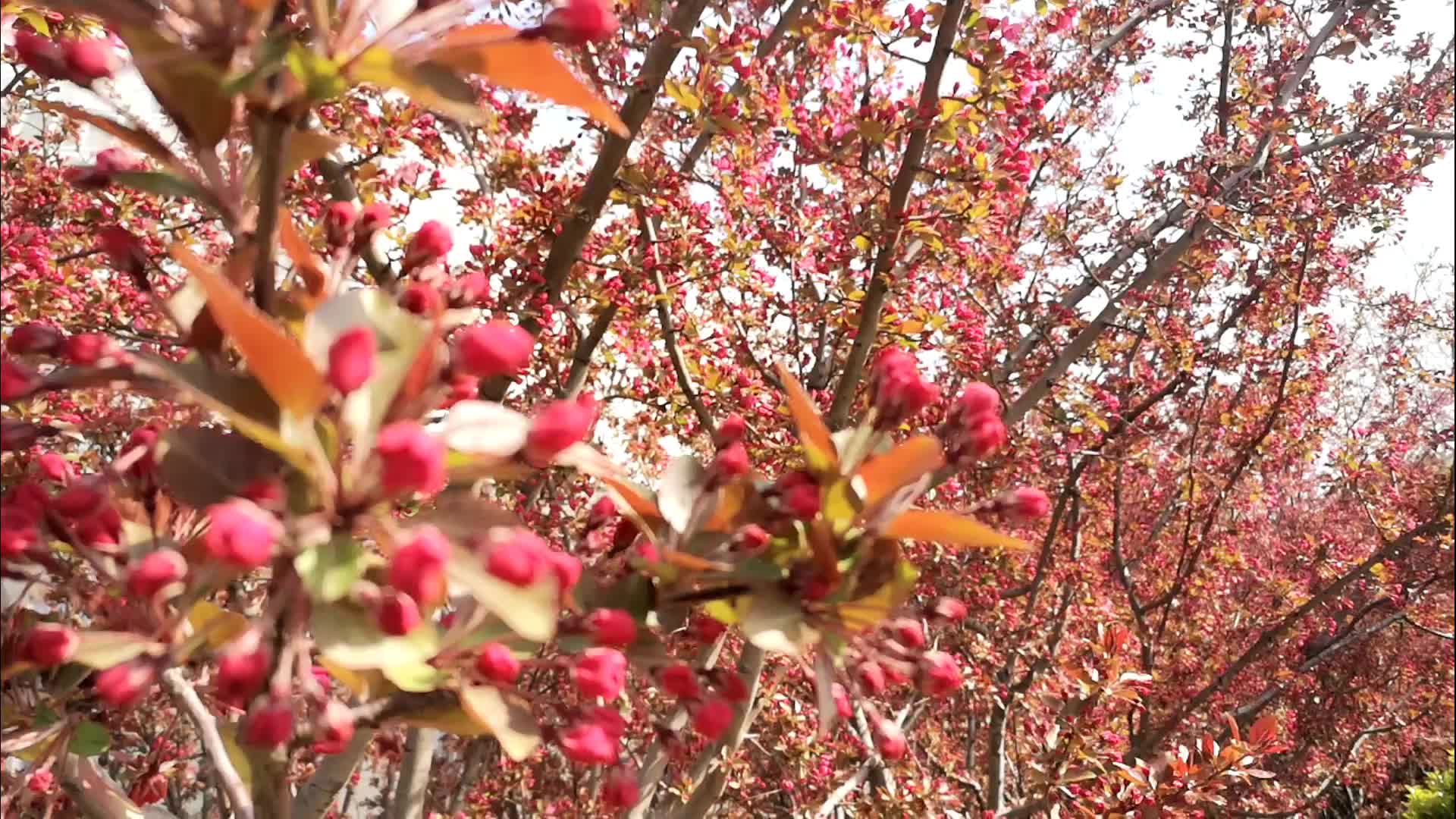 海棠花含苞待放很美观视频的预览图