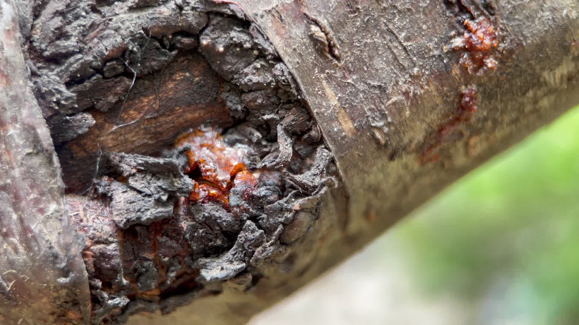 微距树皮粗糙表皮树木视频的预览图
