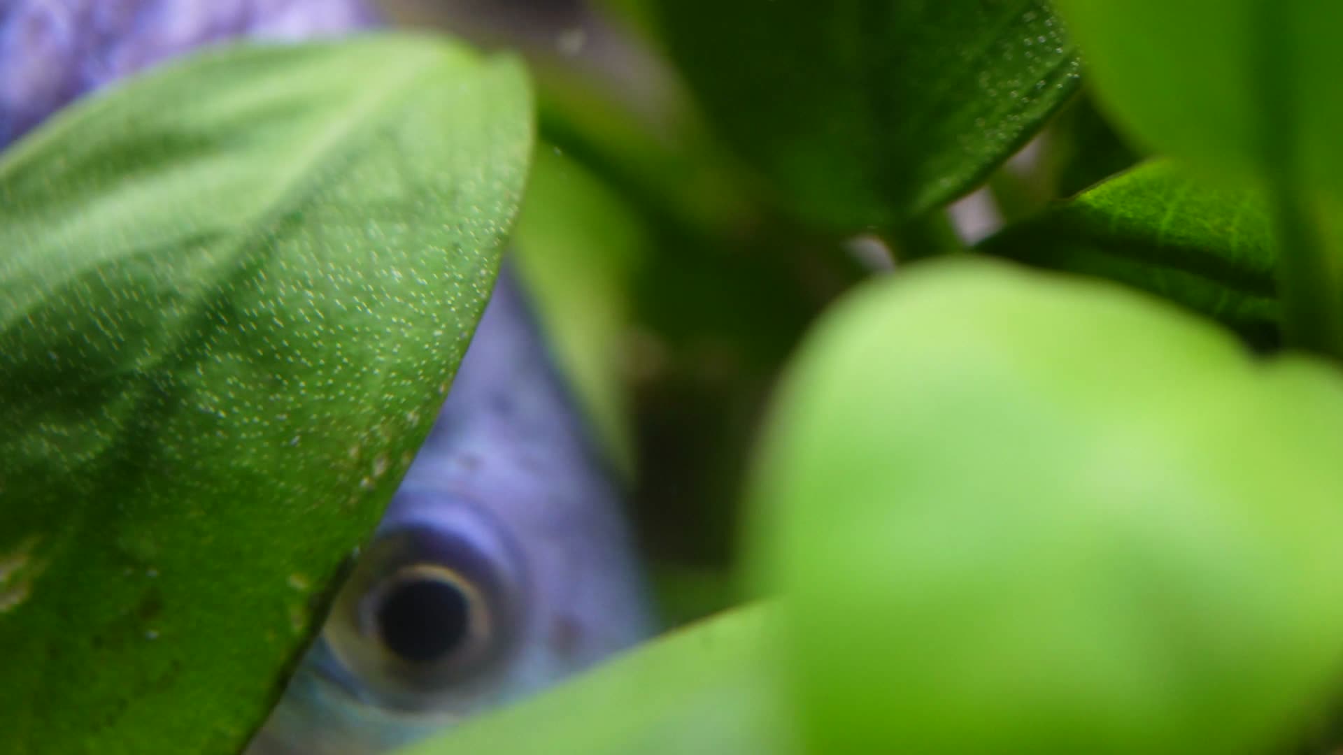 微距热带鱼鱼吃食鱼眼睛鱼鳃鱼鳞视频的预览图