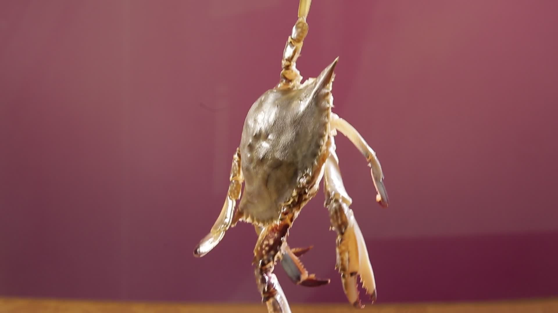 飞蟹海蟹梭子蟹海鲜食材视频的预览图