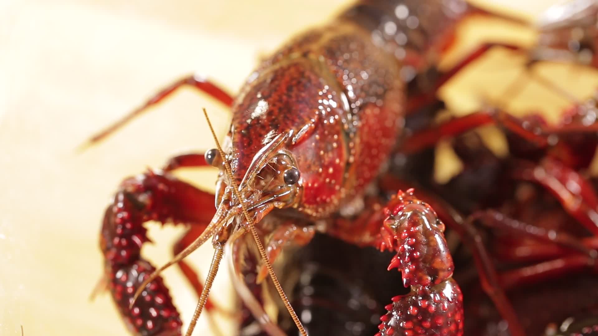 购买流行大排档美食小龙虾视频的预览图