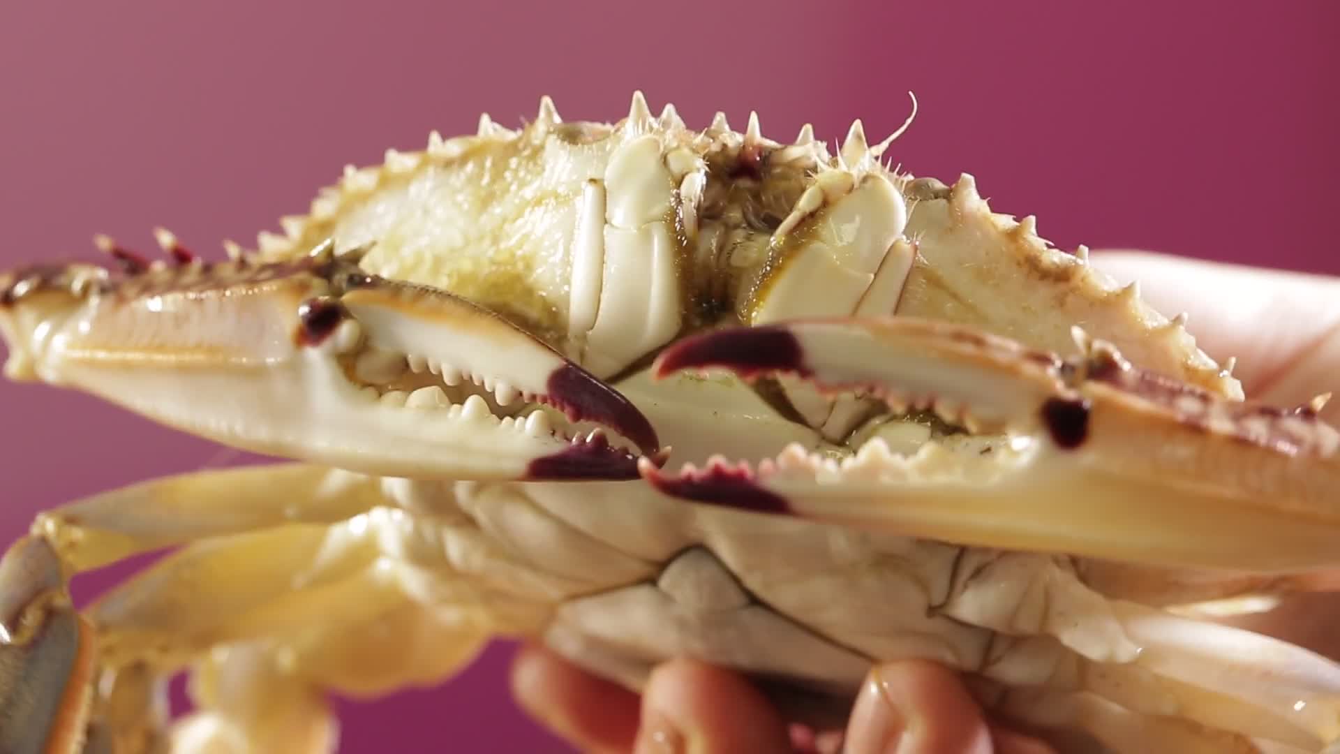 鲜活海蟹螃蟹视频的预览图