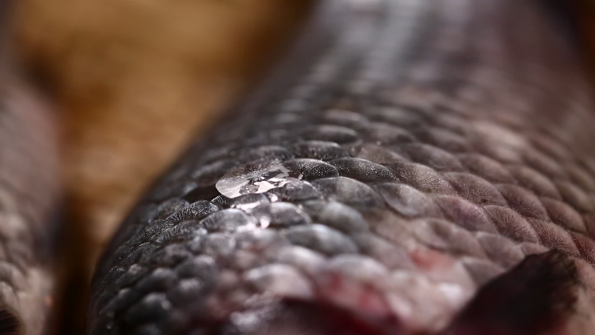 鱼鳞鱼皮鲫鱼视频的预览图