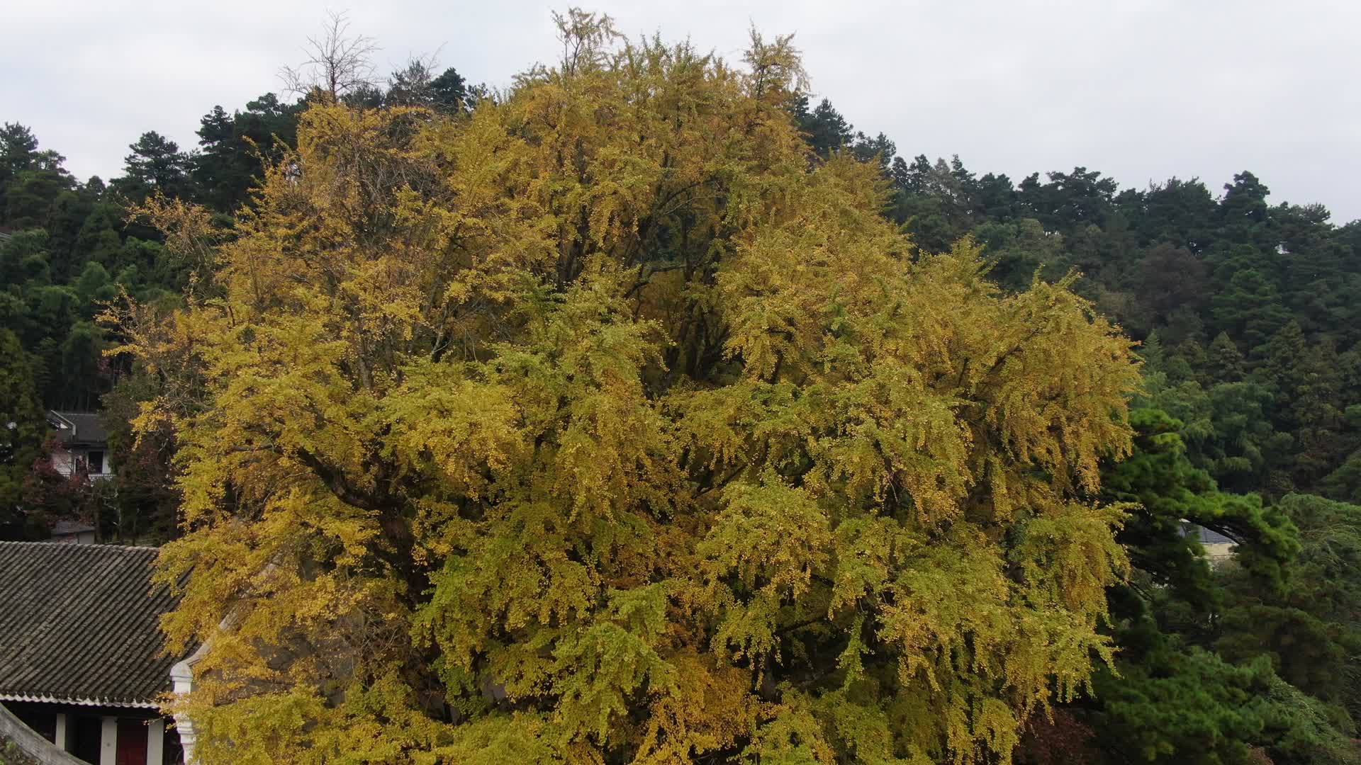 千年银杏树枯黄树叶航拍视频的预览图