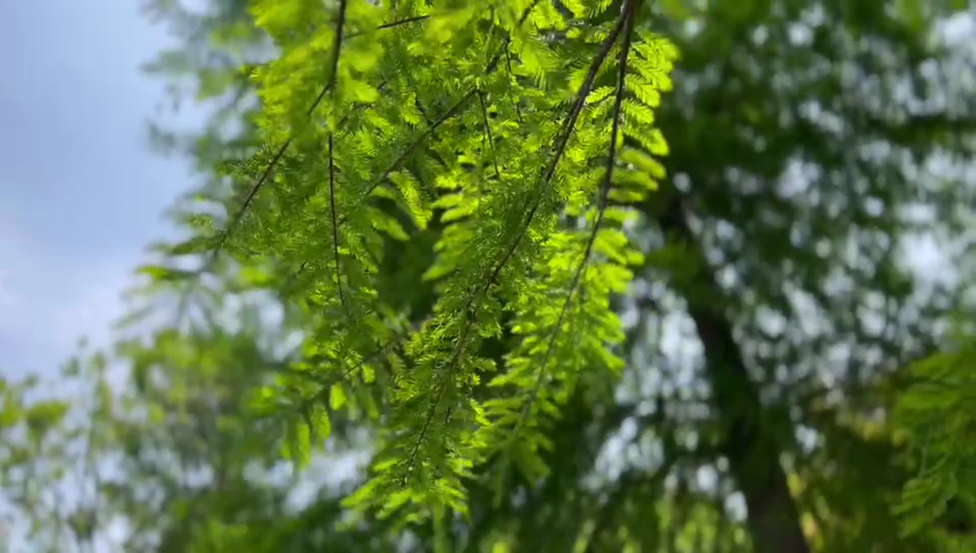 苏州阳澄湖自然风光晴朗初夏中午微风绿树叶视频的预览图