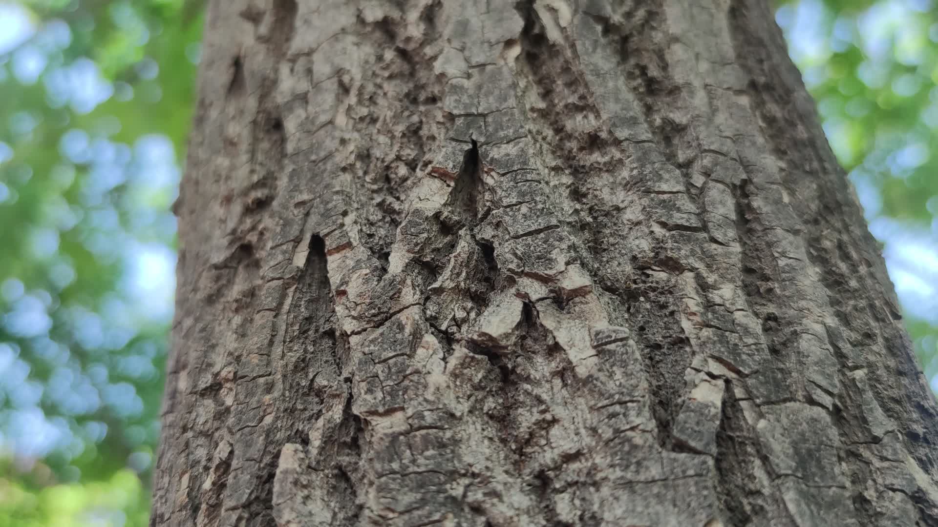 树木环境视频的预览图