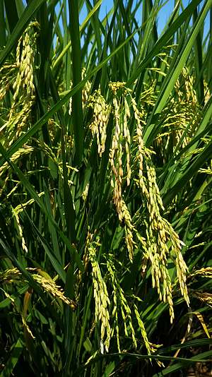 杂交水稻农业种植粮食视频的预览图