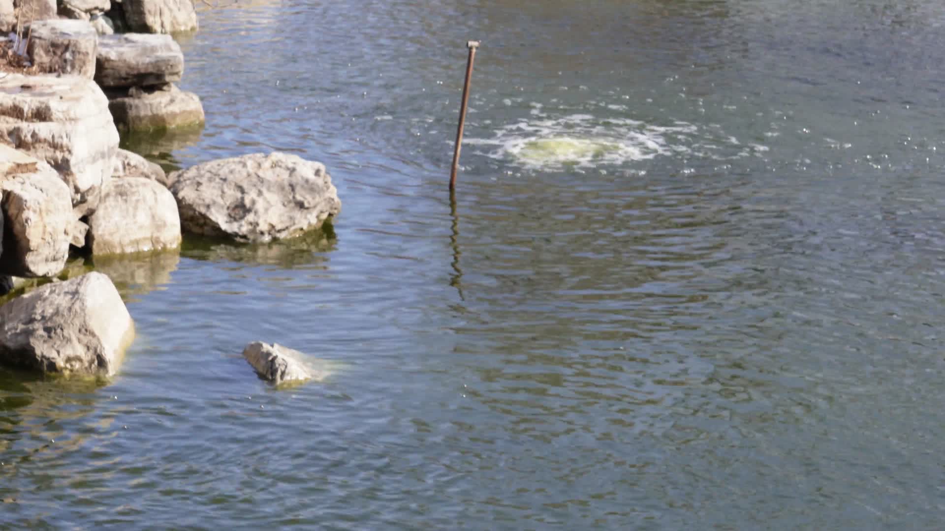 白天鹅大鹅珍稀物种保护动物视频的预览图