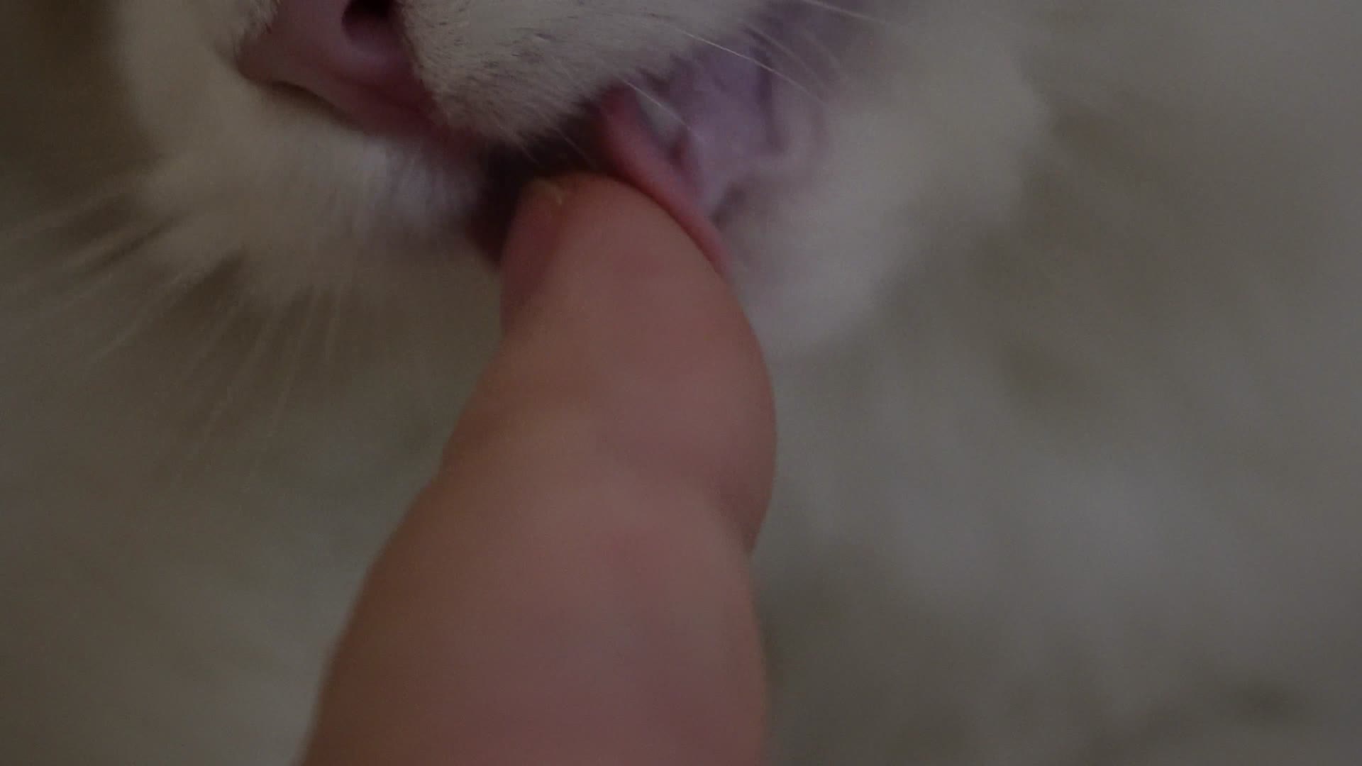 布偶猫咪舔手猫舌头倒刺视频的预览图