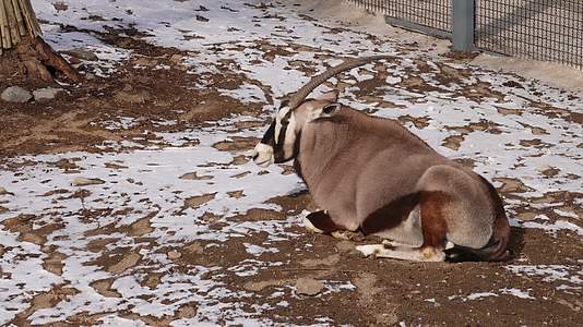 瞪羚藏羚羊动物园野生动物保护动物视频的预览图