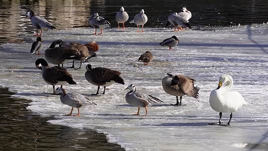 春江水暖鸭先知水禽湖里的鸭子天鹅视频的预览图
