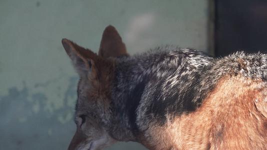 动物园里的藏狐和狼视频的预览图