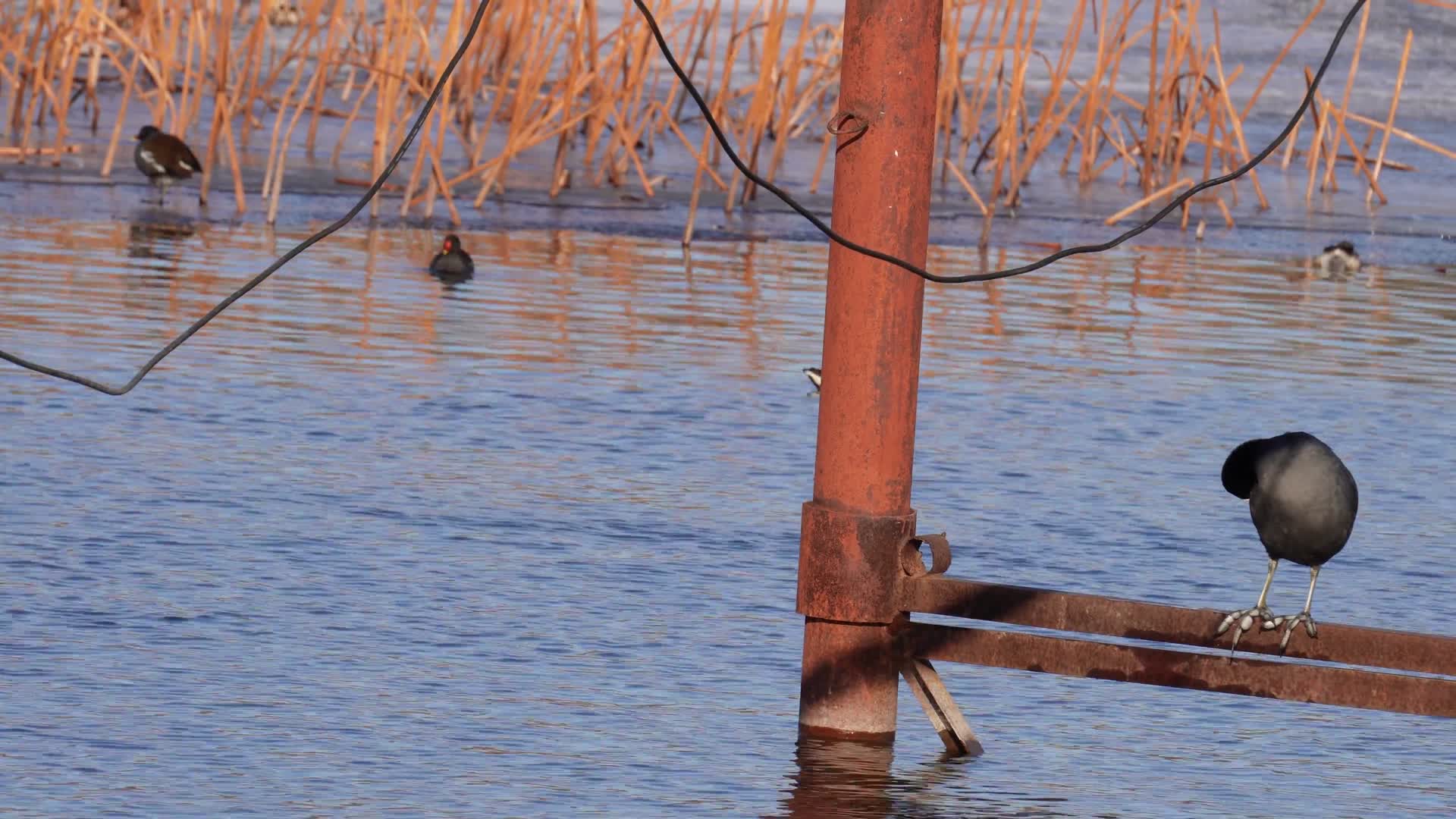 黑天鹅湖圆明园野鸭芦苇栖息地视频的预览图