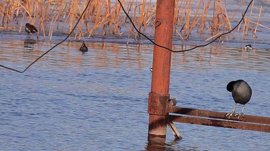 黑天鹅湖圆明园野鸭芦苇栖息地视频的预览图