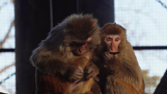 猴子一家抱在一起取暖温馨视频的预览图