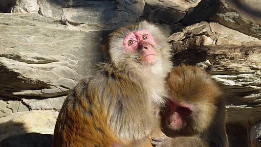 猴山猴子抱在一起取暖抓虱子视频的预览图