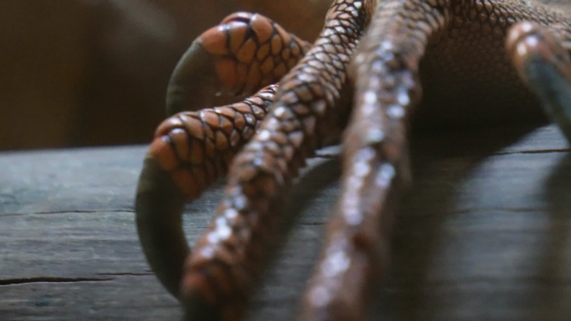 冷血动物蜥蜴爪子眼睛皮肤各部分特写视频的预览图