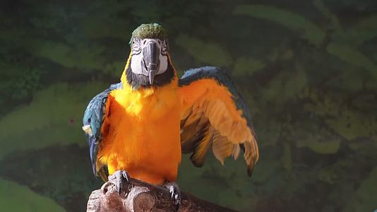 金刚鹦鹉富贵鸟视频的预览图