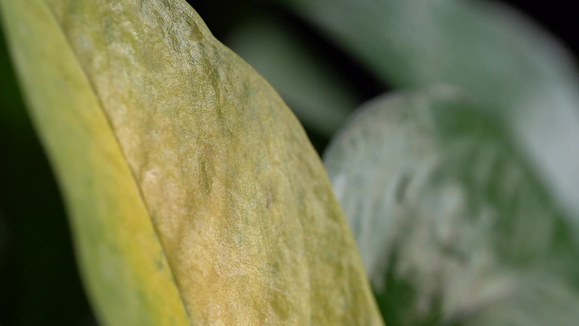 绿植绿萝黄叶枯黄叶子视频的预览图