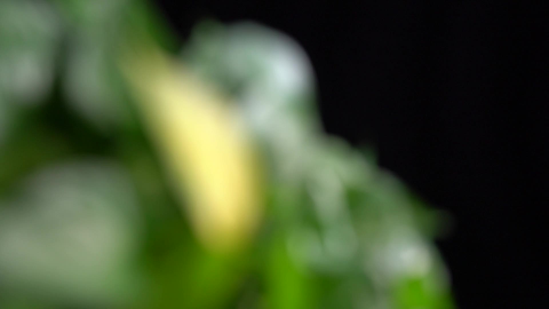 绿化除甲醛绿萝绿叶植物视频的预览图