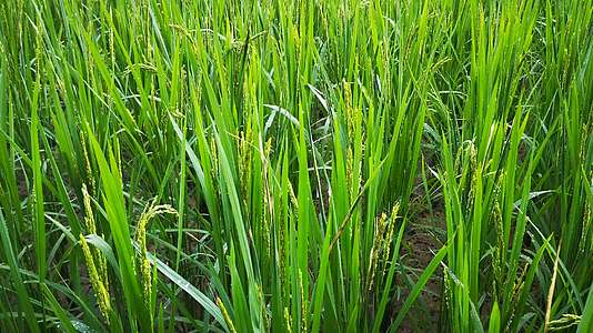 实拍绿色农业种植水稻视频的预览图