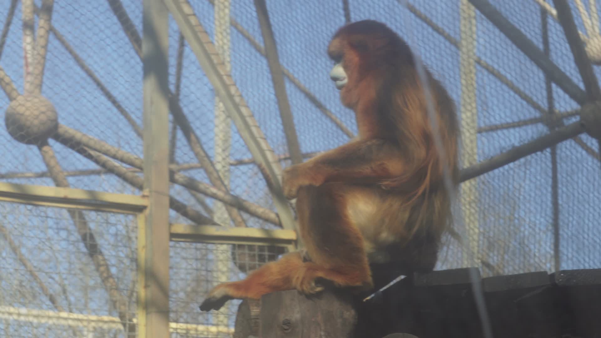 逆光拍摄动物园里的猴子视频的预览图